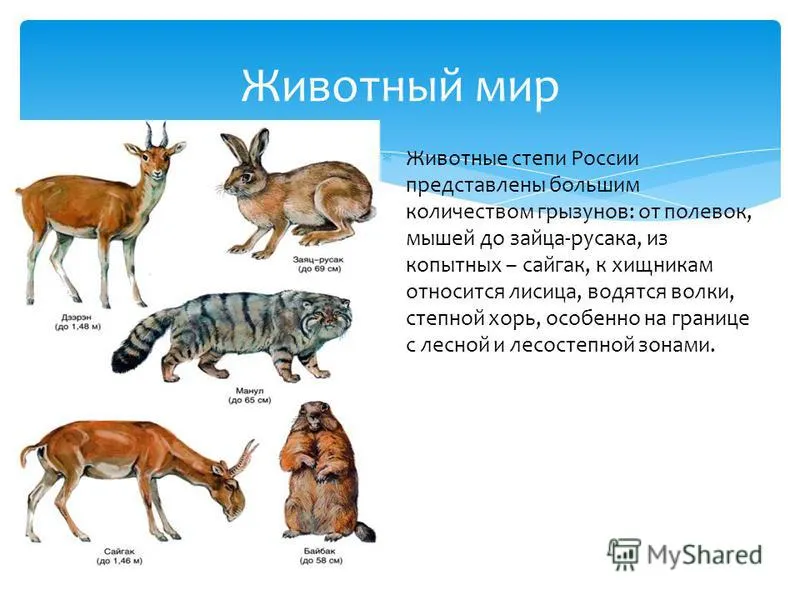 Кто живет в степи животные. Животные степи России. Животные живущие в степи. Живот ные дивущие в степи. Животные Степной зоны.