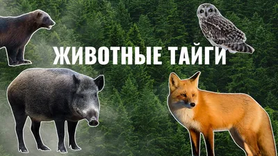 Сибирь и все животные тайги» — создано в Шедевруме