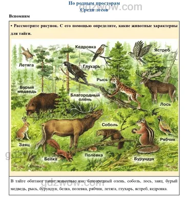 Животный мир тайги - презентация онлайн