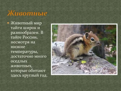 Ледяной дождь усложнил жизнь животным из уссурийской тайги - «Экология  России»