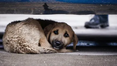 Бездомные животные Украины... - Бездомные животные Украины