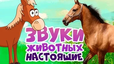 22 Бесплатные Карточки Лесные животные на Русском | PDF