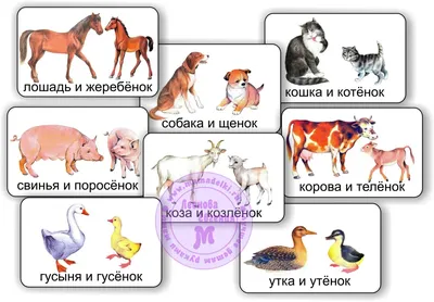 Иллюстрация 2 из 46 для Большой атлас животных в картинках для малышей -  Юлия Дорошенко | Лабиринт -