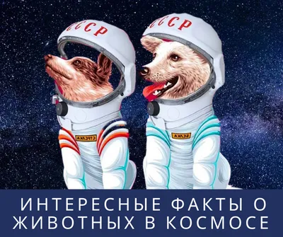 Поехали!»: животные, побывавшие в космосе