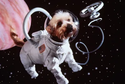 Первые животные, полетевшие в космос: Хвостатые покорители Вселенной - KP.RU