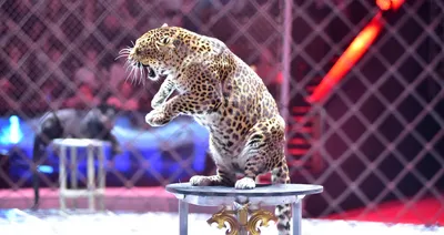 Дикая кошка не станет есть капусту\": почему цирковые животные все чаще  нападают на людей – Москва 24, 12.11.2018