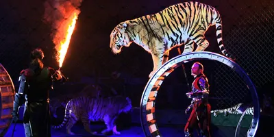 Запретить использование животных в цирках\": что уже удалось сделать  зоозащитникам - 24 Канал