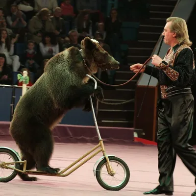 Цирк – праздник насилия, цена билета которого это пытки животных | Пикабу