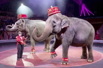 В Цирке на Фонтанке покажут животных сразу пяти континентов - Российская  газета