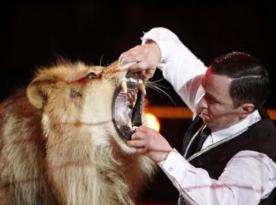Министерство природы и охраны окружающей среды поддержало запрет на  использование животных в белорусских цирках - Animal.by