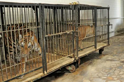 Цирки без животных: 45 стран, которые запретили варварские развлечения |  ВКонтакте
