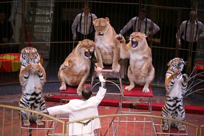 Они погибают”. Содержанием цирковых животных возмутились жители СКО: 02  сентября 2020, 17:43 - новости на Tengrinews.kz