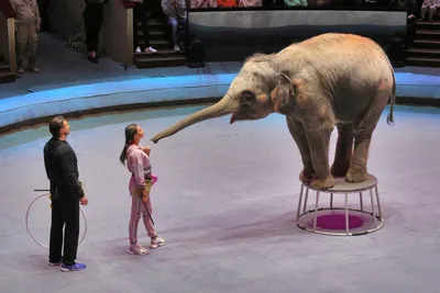 Аскольд Запашный высказался по поводу запрета на использование животных в  цирке