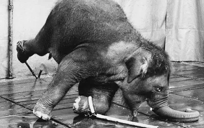 Использование животных в цирке хотят запретить