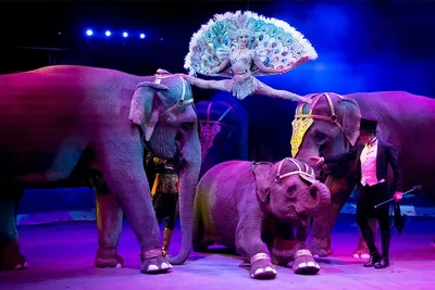 Культурный ответ. Хорошо ли животным живётся в цирке? | Культура