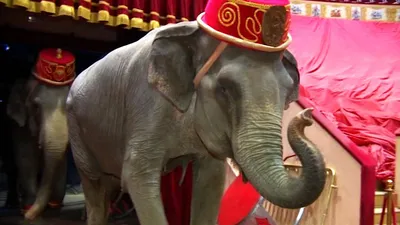 Животные в цирках и зоопарках: интервью с дрессировщиком и экспертом  зоозащиты - Инде