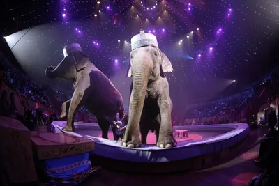 Использование животных в цирке и контактные зоопарки могут оказаться под  запретом - Общество - StopCor
