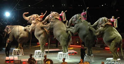 В Италии принят закон о запрете животных в цирке