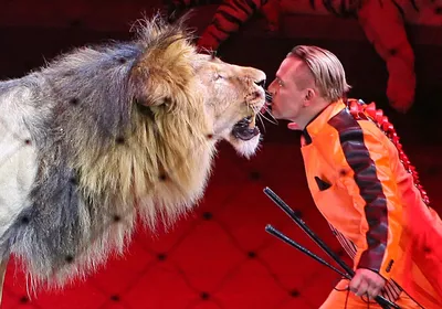 Цирк без животных: что значит запрет использования животных в шапито - 24  Канал