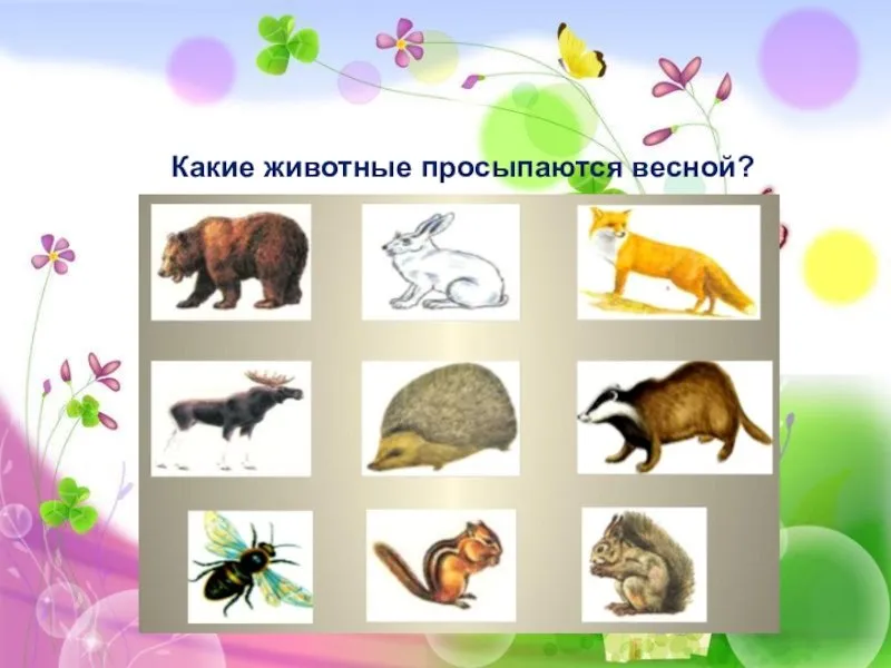 Животные весной презентация для дошкольников. Животные просыпаются весной для детей. Животные весной для дошкольников. Какие звери просыпаются весной картинки для детей.