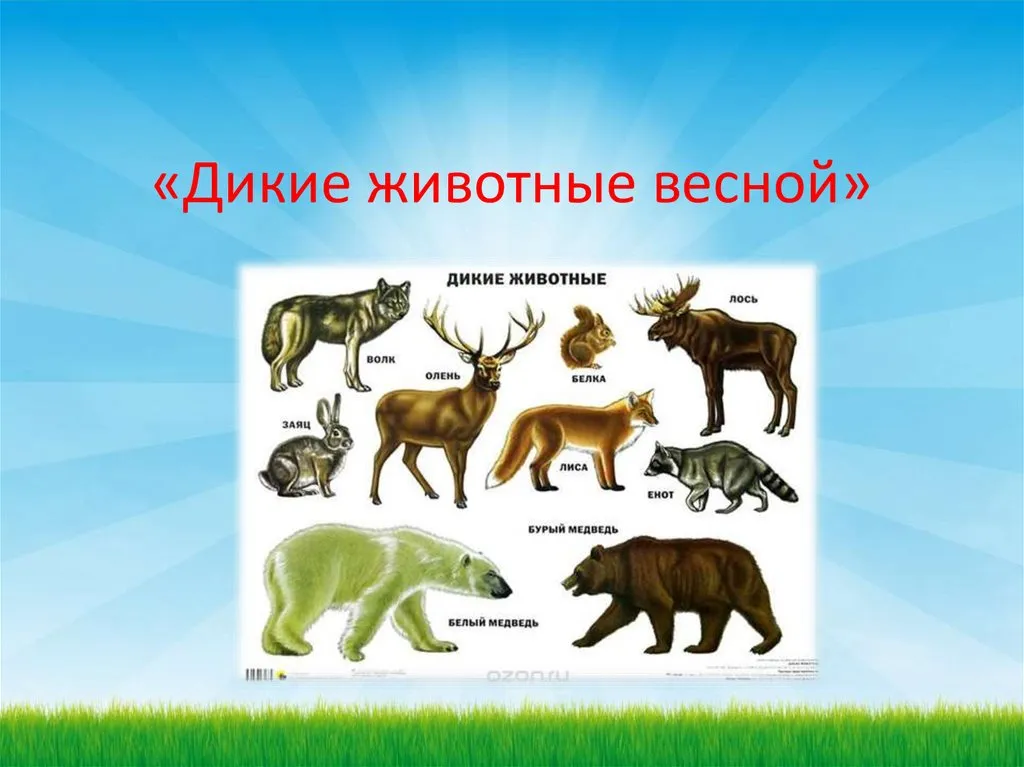 Презентация про диких животных. Тема Дикие животные. Диких животных для детей. Дикие животные весной.