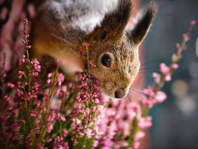 Животные весной - фото и картинки: 58 штук