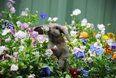Первый день весны: забавные картинки с радостными животными - LeMonade