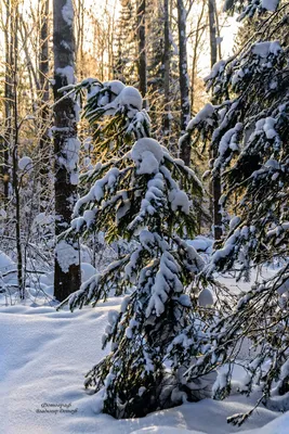 Белка в зимнем лесу (92 фото) - 92 фото