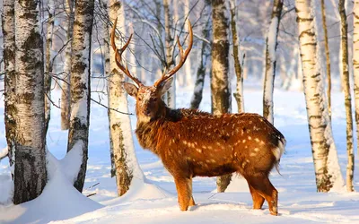 Зимний лес с животными - фото и картинки: 93 штук