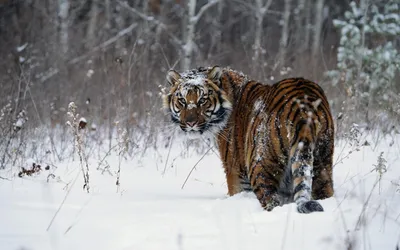 Звери зимой в лесу (68 фото) »