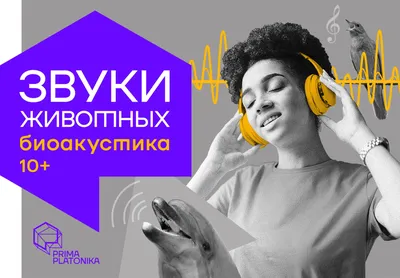 Игрушка обучающая УМка Пианино Звуки животных стихи Дружининой 264886  купить по цене 7090 ₸ в интернет-магазине Детский мир