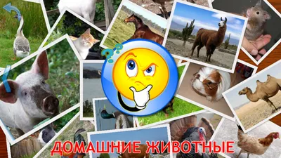 милые животные, шумные звуки и векторный набор Иллюстрация штока -  иллюстрации насчитывающей сообщение, биографической: 264082177