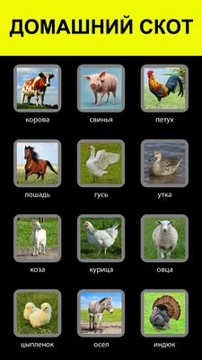 Звуки животных на английском - с картинками и переводом | EnglishFish