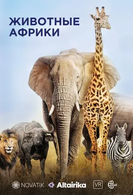 Животные Африки - карточки Монтессори купить и скачать