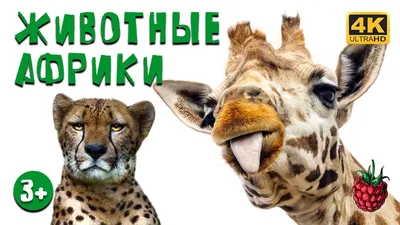 Набор для купания Животные Африки В4145 Весна купить в Новосибирске -  интернет магазин Rich Family