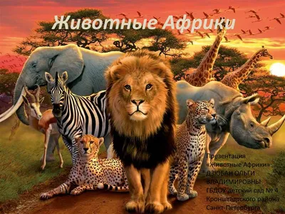 Дикие животные Африки I Сафари туры в Танзанию, Кению, Уганду