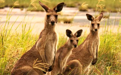 Опасные животные Австралии: как сохранить свою жизнь на земле кенгуру | Мир  путешествий | Дзен