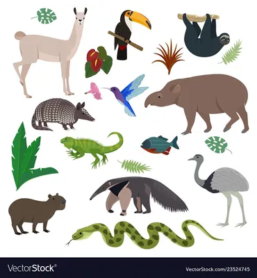 Животные Южной Америки Эндемики Тропических Лесов Амазонки Типичные  Представители Флоры стоковое фото ©Liliya.Butenko 482867388