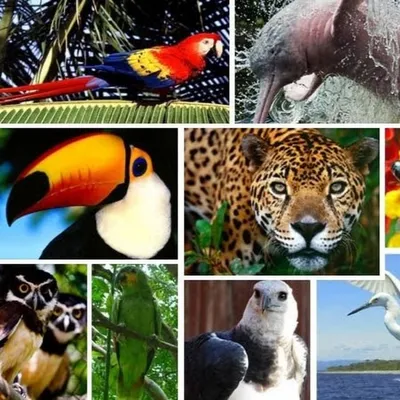 Животные южной америки рисунок (31 фото) » рисунки для срисовки на  Газ-квас.ком