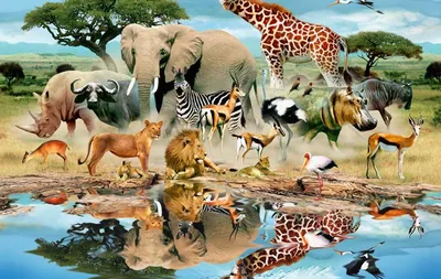 Книга \"Атлас животных мира в картинках\" - Уильямс, Хокинс | Купить в США –  Книжка US