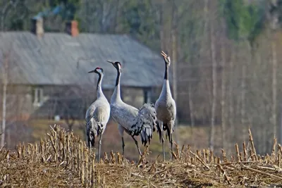 Журавли улетают — к непогоде? Эстонский природовед рассказывает о птицах,  которые часто связываются с народными приметами - Delfi RUS