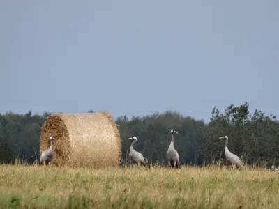 Серый журавль Grus grus | Куршская Коса - национальный парк