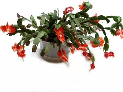 Декабрист красный Malibu (шлюмбергера, зигокактус усеченный (Zygocactus  truncatus)) | Цветомания
