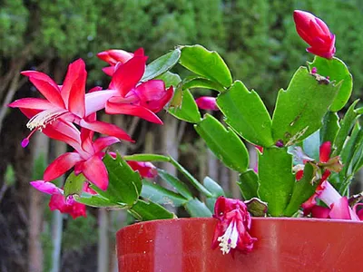 Зигокактус: фото, виды и уход за кактусом в домашних условиях | Plantas  resistentes, Flor de cacto, Flores internas