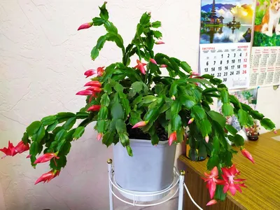 3d-модель растения Зигокактус – купить в интернет-магазине HobbyPortal.ru с  доставкой