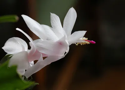Зигокактус цветок уход в домашних условиях