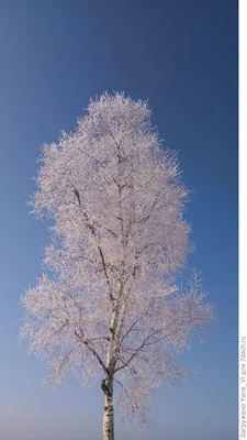 Зима без снега. Синоптики рассказали о погоде в январе | Магнитогорск
