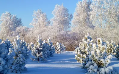 Декабрь год кончает, зиму начинает | 29.12.2022 | Кропоткин - БезФормата