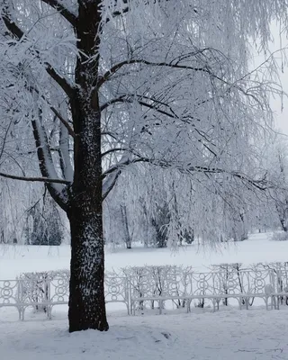 Зима - декабрь. / Зима - декабрь. / Фотография на PhotoGeek.ru