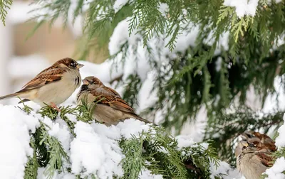 Тема «Der Winter» (Зима) » Немецкий язык: от А до Я | Deutsch: von A bis Z  - Новый подход к обучению немецкому как иностранному: индивидуальные  занятия (по Skype) + участие в